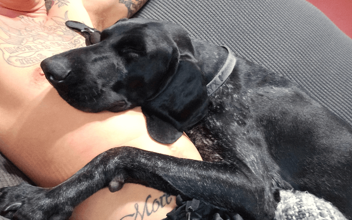 Life after combat: how a rescue dog helps a war veteran find peace
