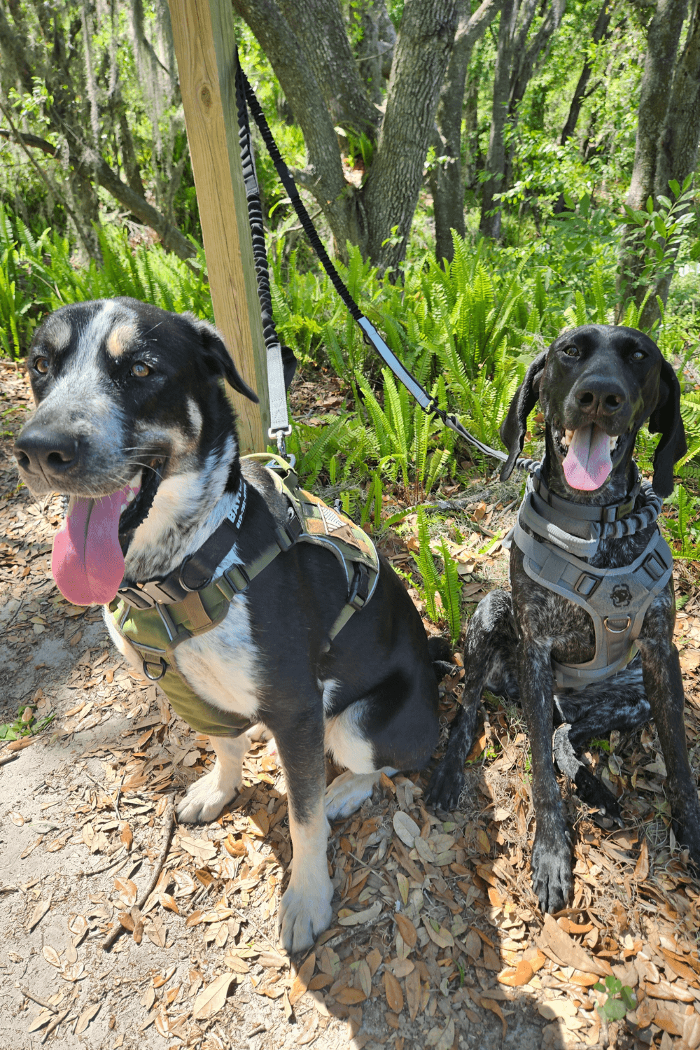 Life after combat: how a rescue dog helps a war veteran find peace