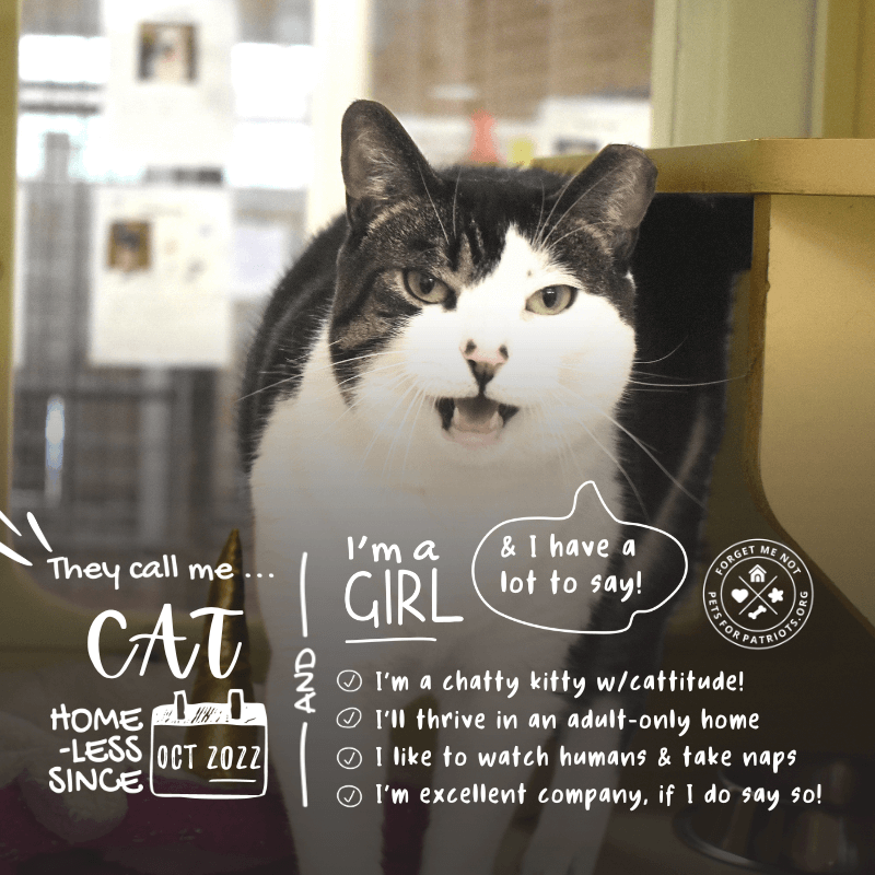 Cat