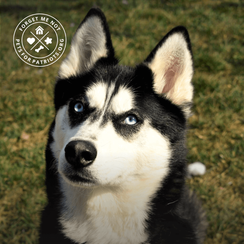 Koda