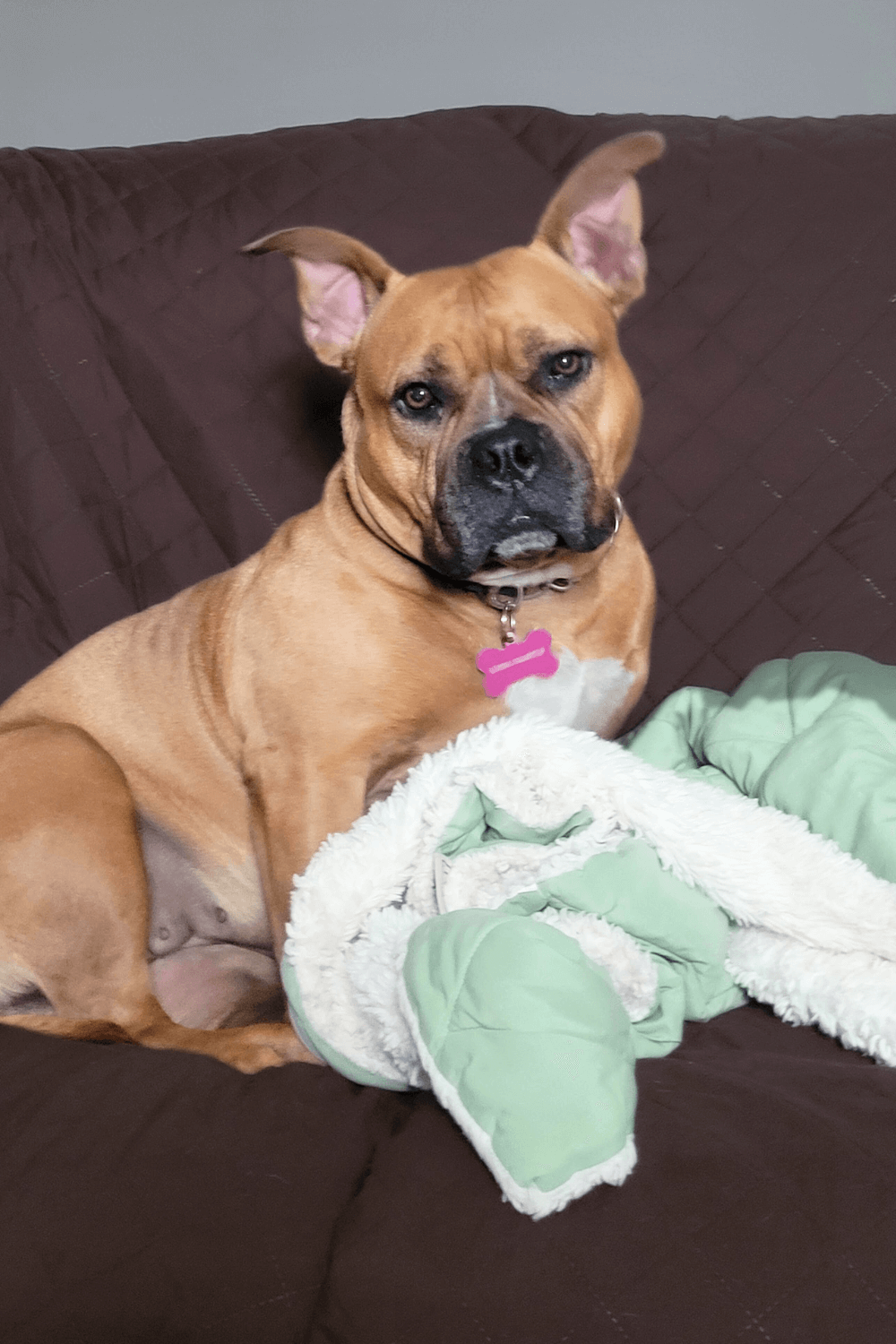 Pretty Pittie with big personality chooses Army veteran to adopt her