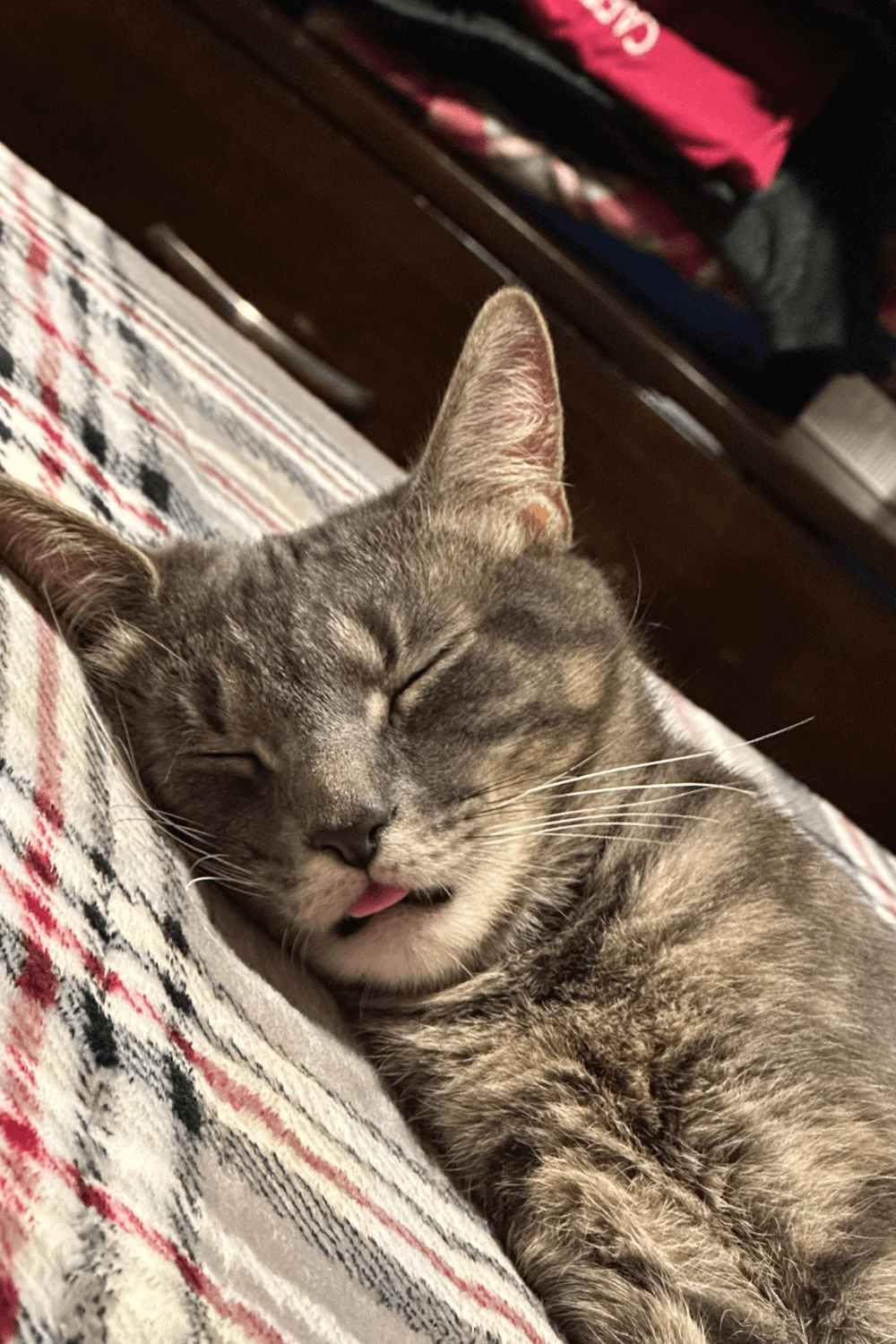 Special needs cat tosses lifeline to Navy veteran living with anxiety