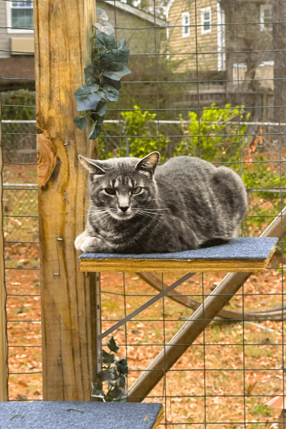 Special needs cat tosses lifeline to Navy veteran living with anxiety
