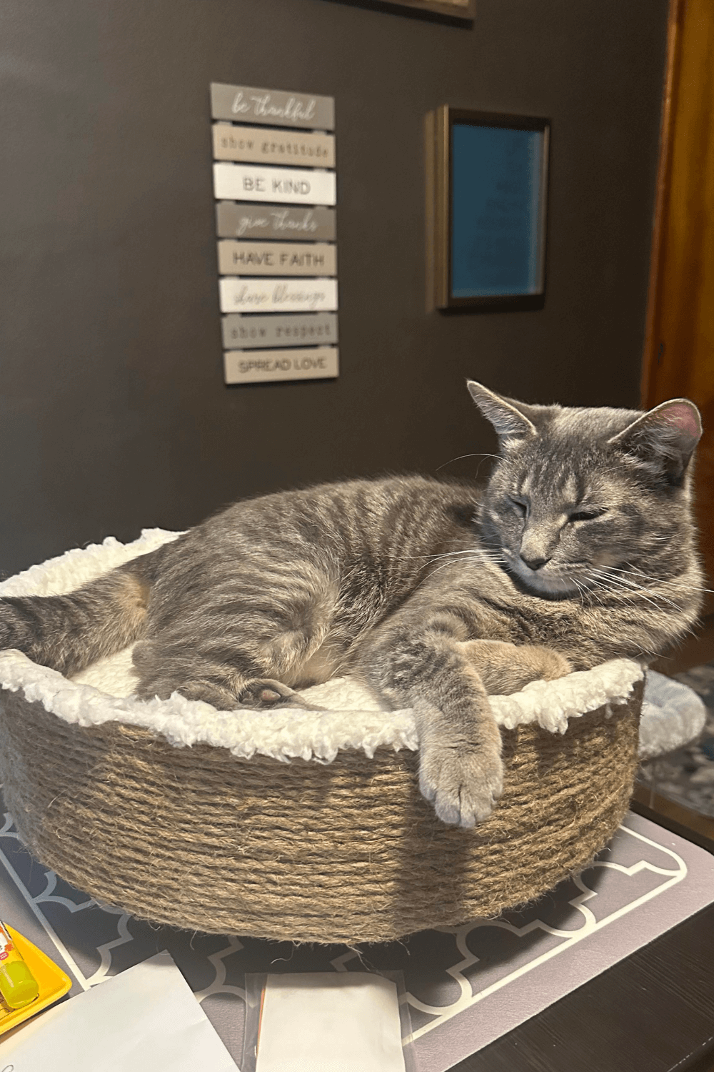 Special needs cat tosses lifeline to Navy veteran living with anxiety