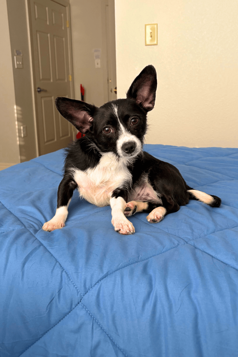 Joyful rescue dog an answer to prayer for veteran's mental illness