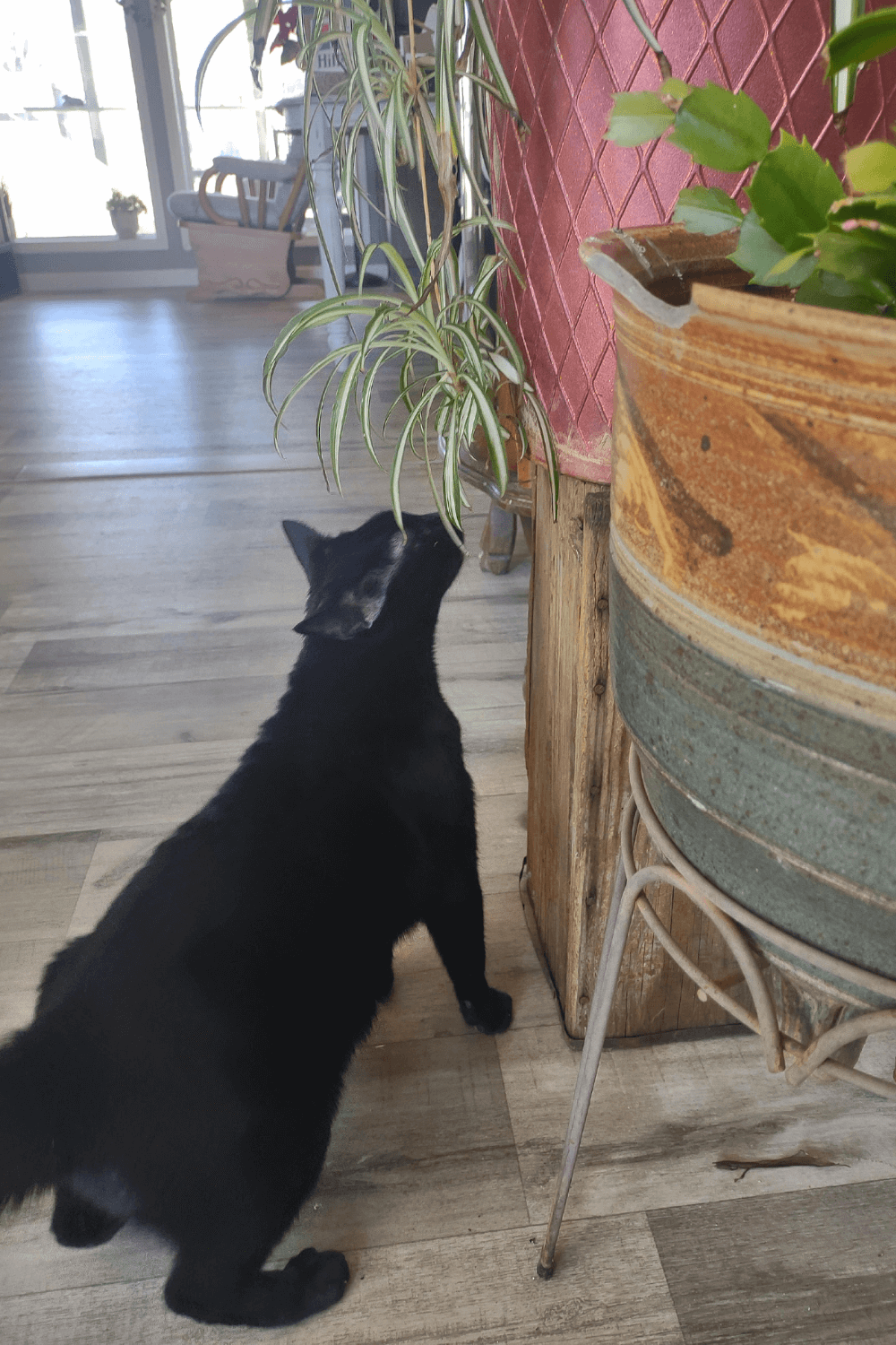 Prayers answered: black cat brings luck and love to lonely veteran
