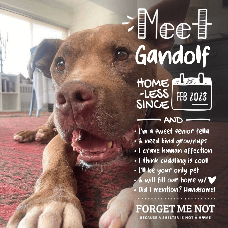 Gandolf