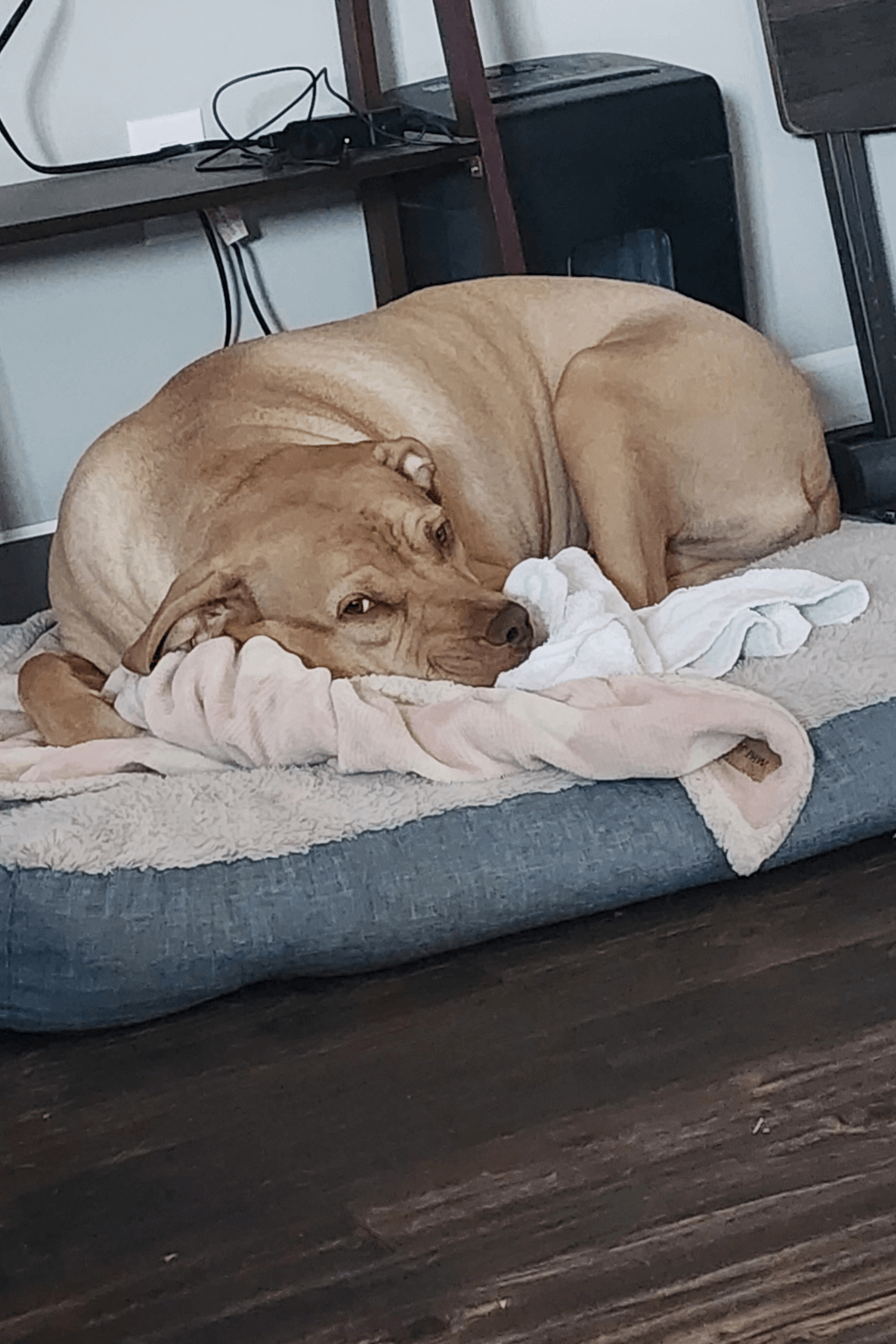 Pit Bull mix the right prescription for Army veteran living with anxiety