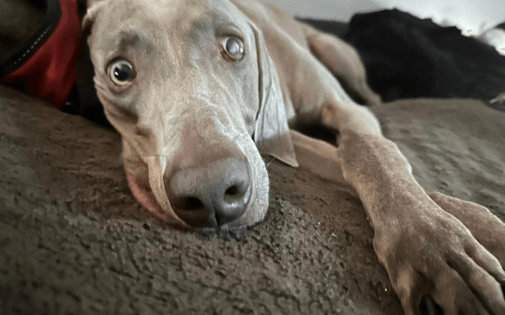 Home at last for once homeless elderly veteran and shelter dog