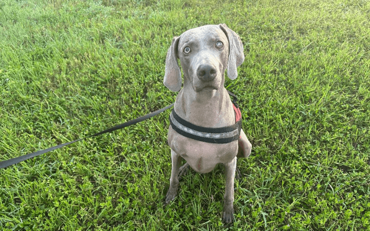 Home at last for once homeless elderly veteran and shelter dog