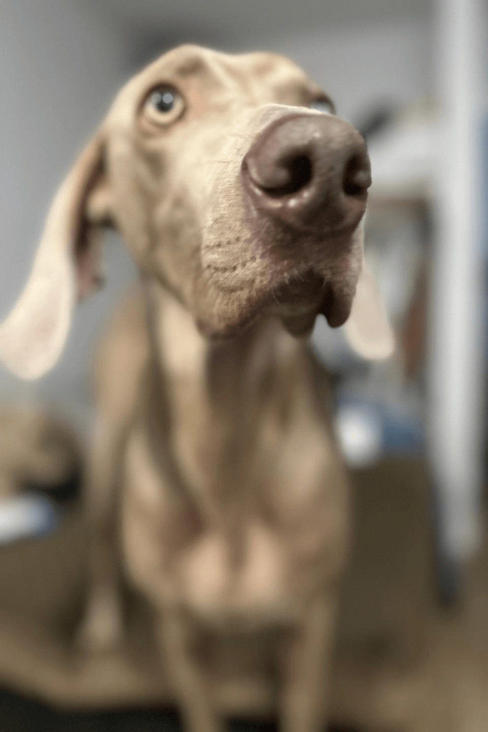 Home at last for once homeless elderly veteran and shelter dog