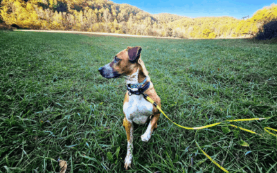 Combat veteran reclaims his life by saving dog who saves him back