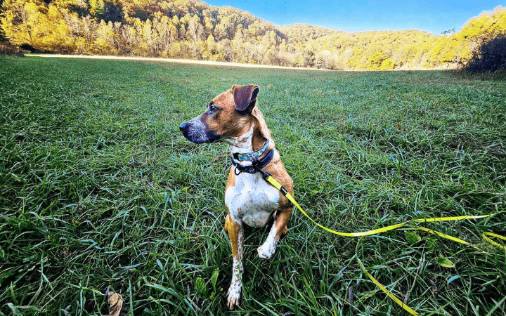 Combat veteran reclaims his life by saving dog who saves him back