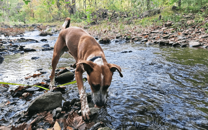 Combat veteran reclaims his life by saving dog who saves him back