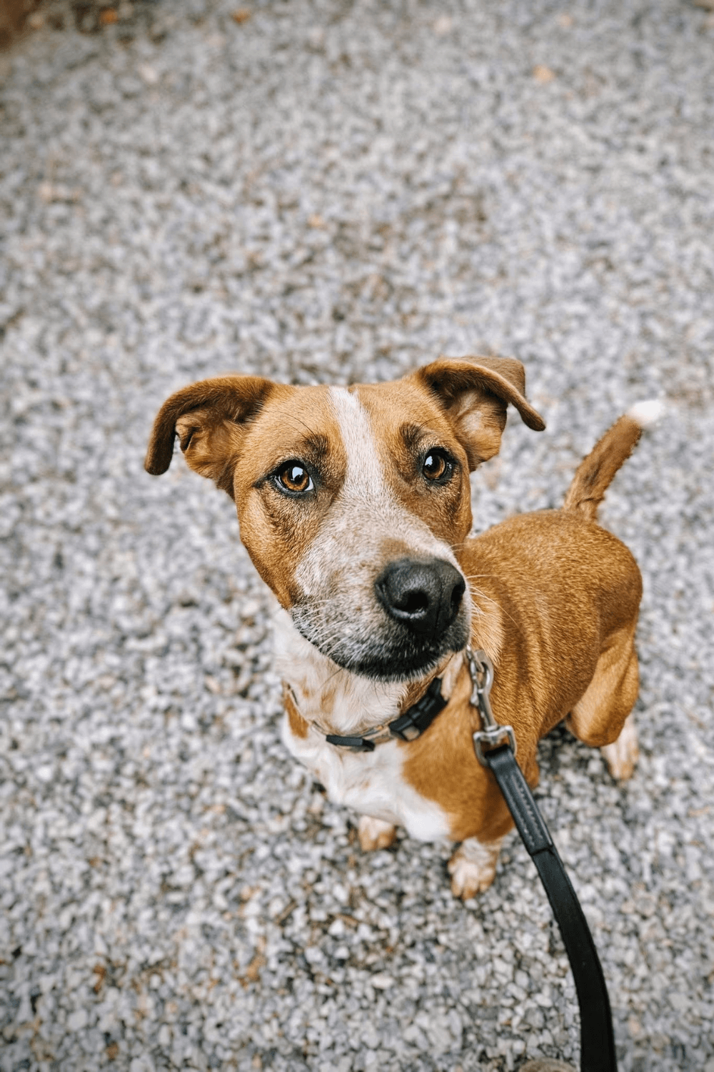 Combat veteran reclaims his life by saving dog who saves him back