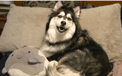 Tripawd dog and disabled Army veteran offer lesson in resilience