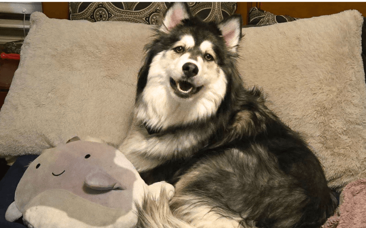 Matt and Stella 720×450 v2 Tripawd dog and disabled Army veteran offer lesson in resilience