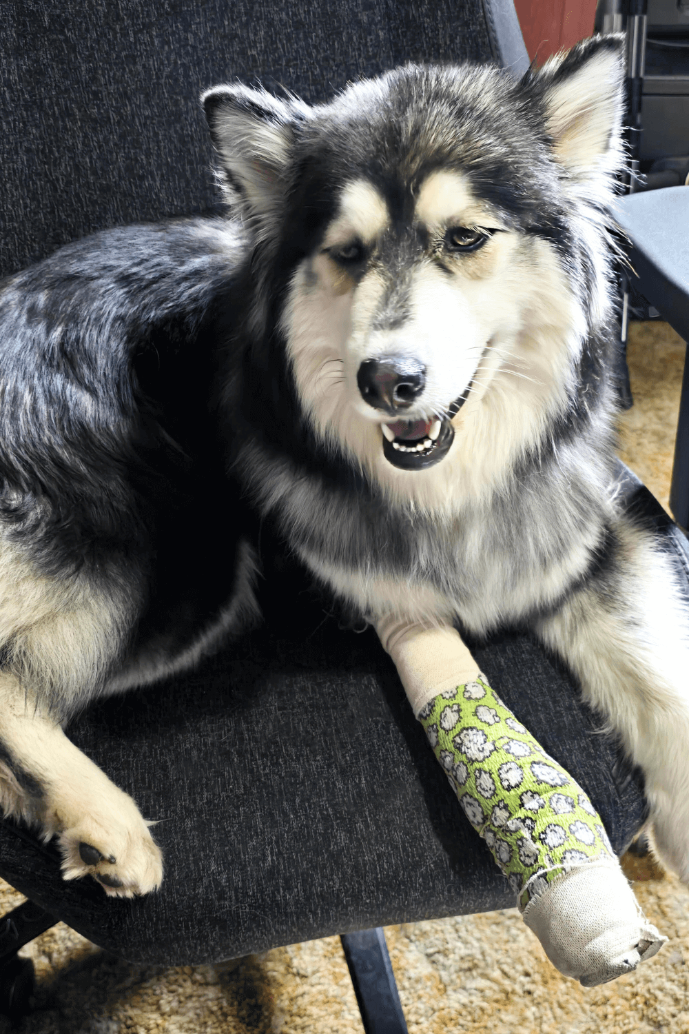 Tripawd dog and disabled Army veteran offer lesson in resilience