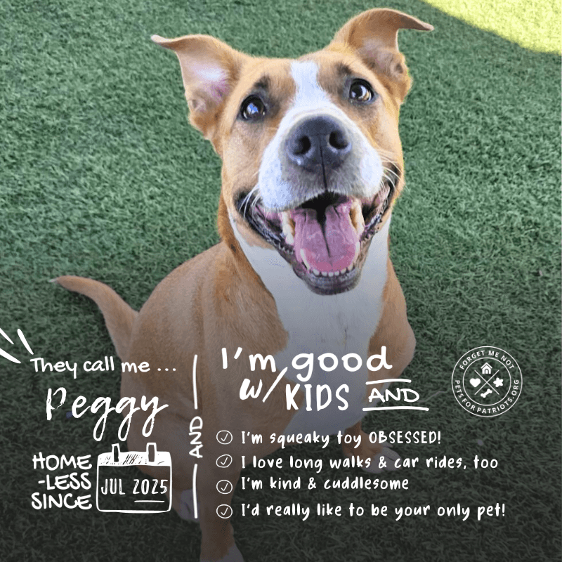 Peggy is a squeaky toy obsessed girl who loves human company!