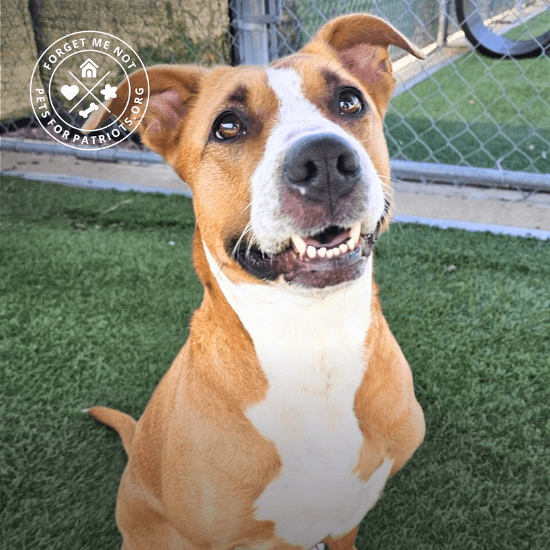 Peggy is a squeaky toy obsessed girl who loves human company!