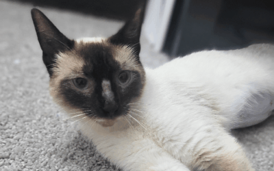 Rescue cat gives quiet hope to veteran coping with post-military life