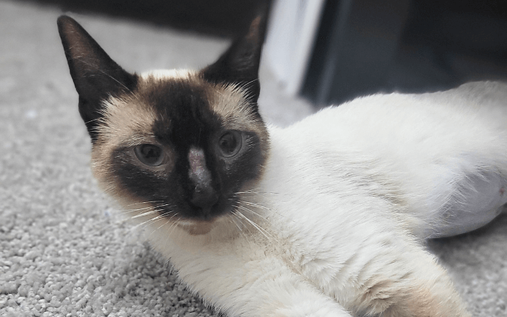 Rescue cat gives quiet hope to veteran coping with post-military life