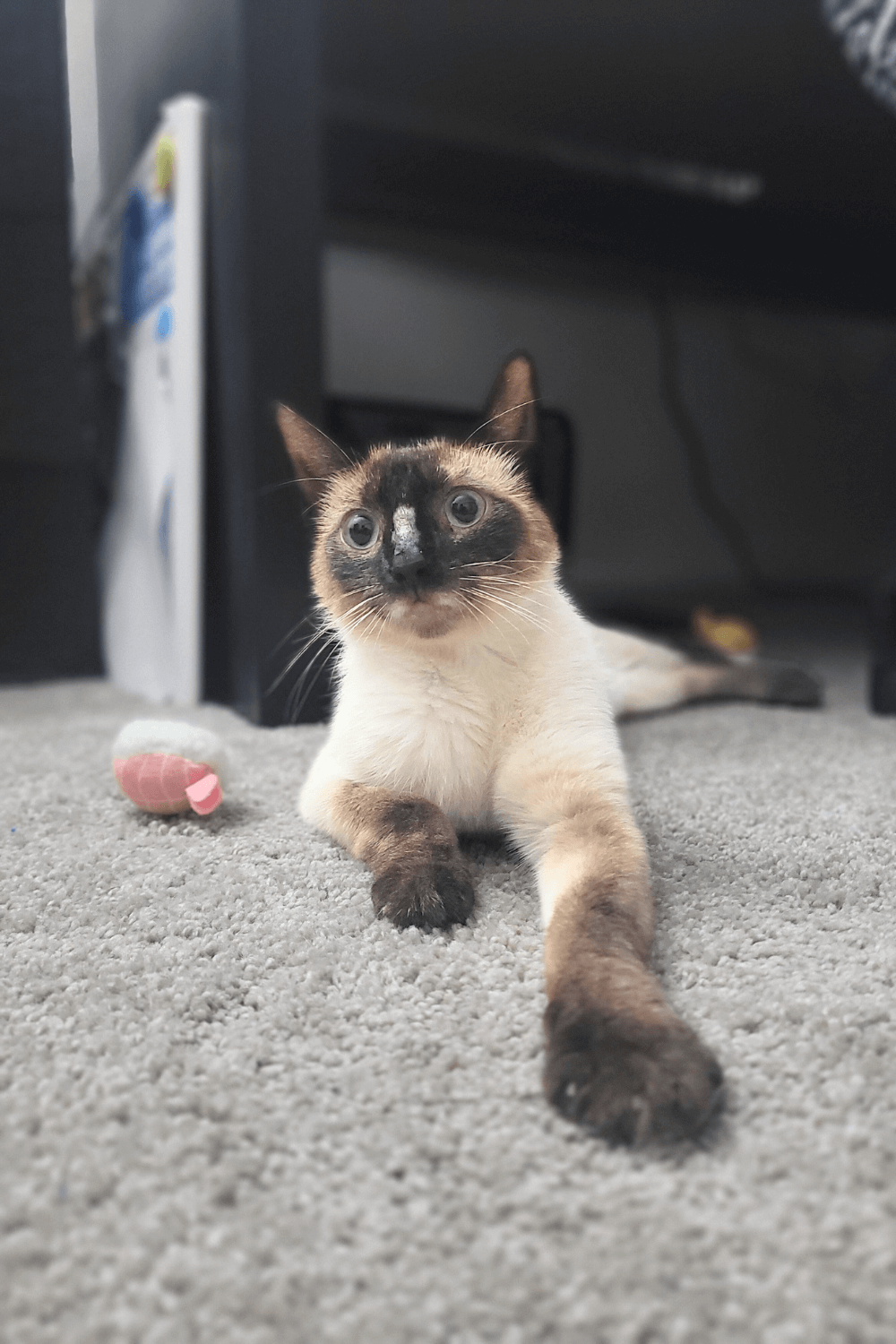 Rescue cat gives quiet hope to veteran coping with post-military life