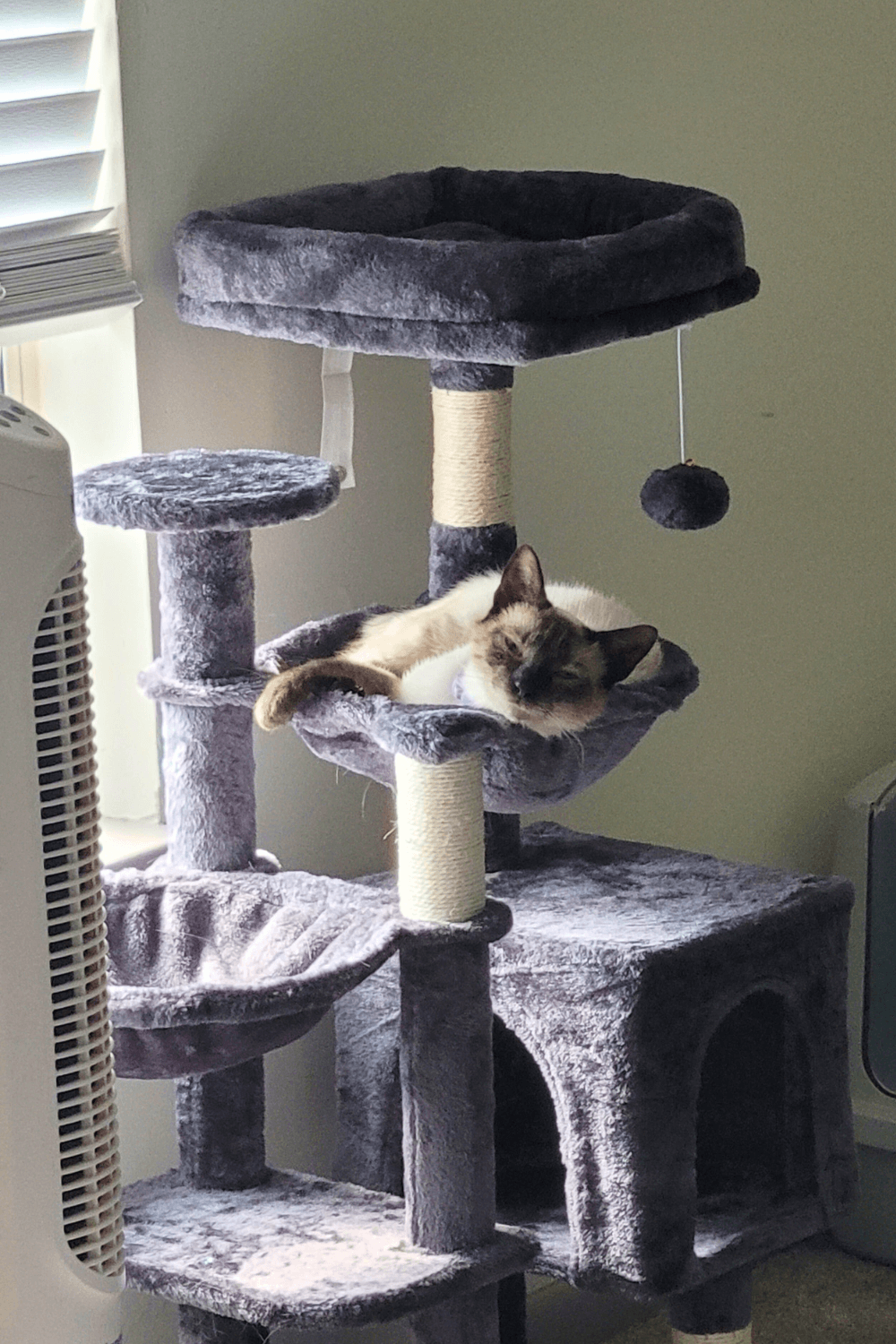 Rescue cat gives quiet hope to veteran coping with post-military life