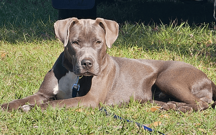 Canine battle buddy helps struggling Iraq war veteran reclaim his life