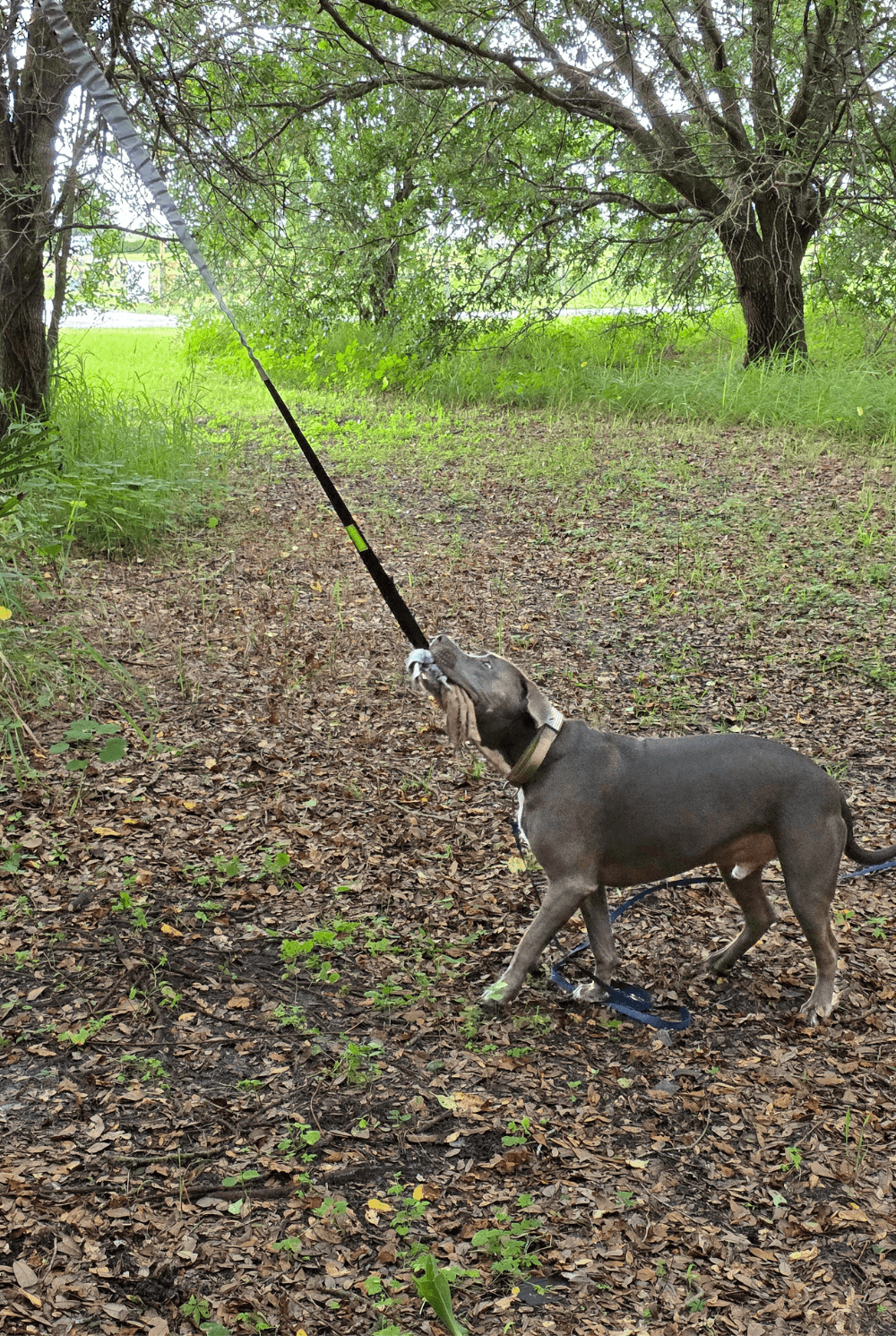 Canine battle buddy helps struggling Iraq war veteran reclaim his life