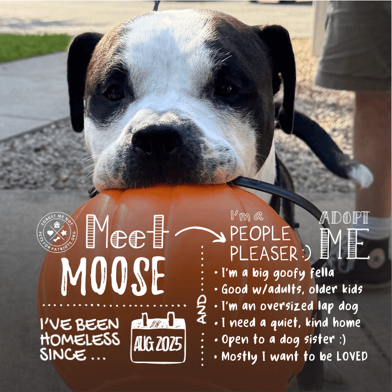 Moose