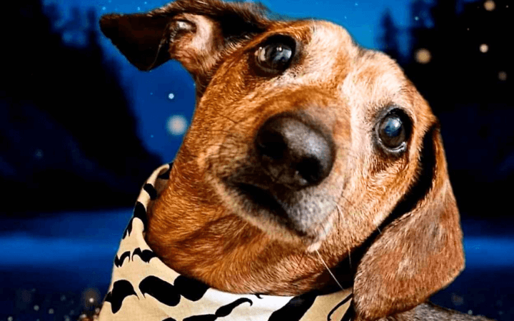 Baldomero and Pumba 720×450 v2 Senior rescue dog joins a young Army family on the move