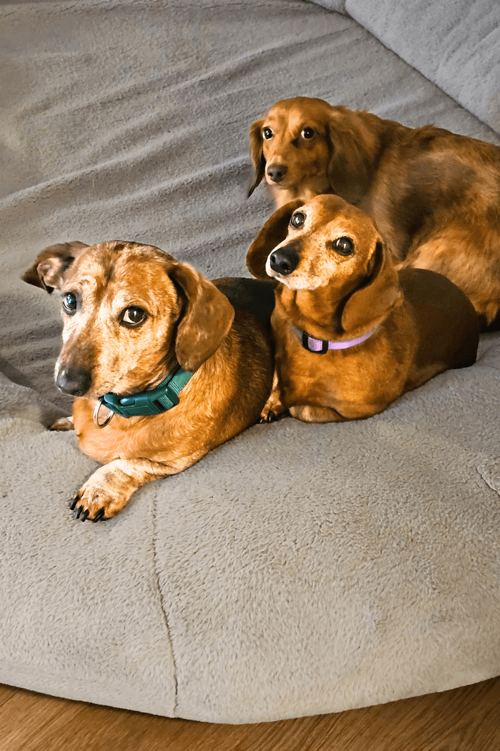 Senior rescue dog joins a young Army family on the move