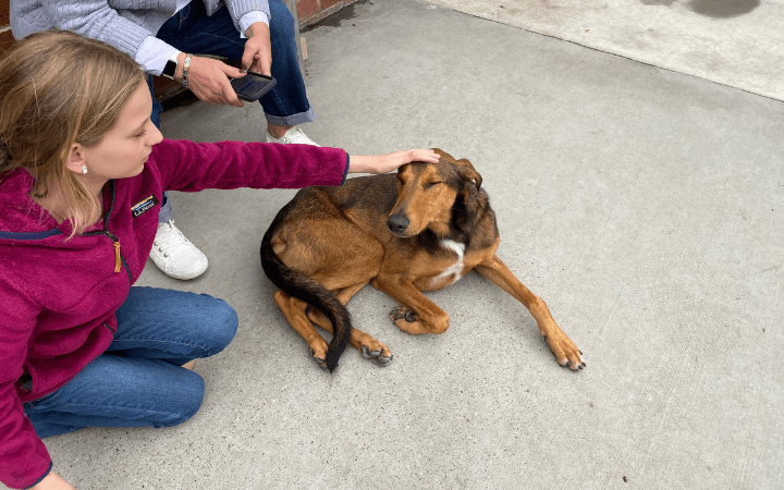 Veteran sinking into depression and abused dog heal each other
