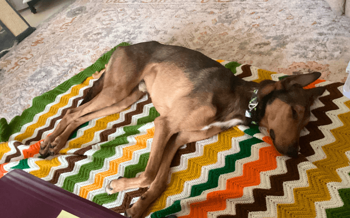 Veteran sinking into depression and abused dog heal each other