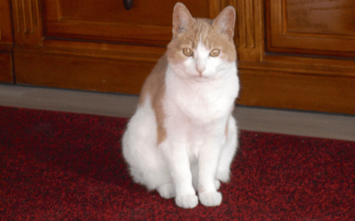 92 year-old Coast Guard widower adopts old cat to battle his grief