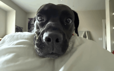 Young sailor washes away the blues with spirited rescue dog