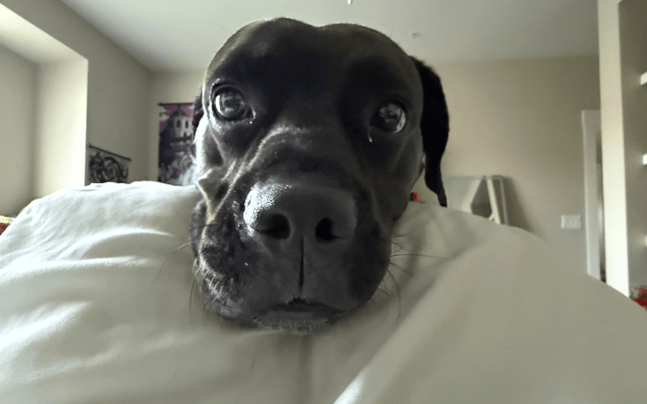 Young sailor washes away the blues with spirited rescue dog