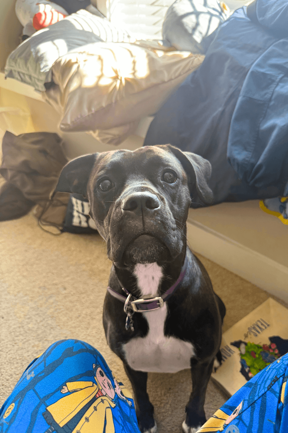 Young sailor washes away the blues with spirited rescue dog