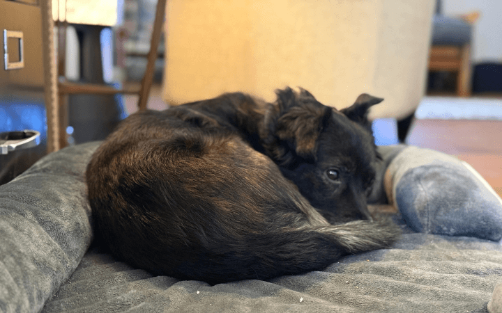 Compassion leads veteran to adopt a dog based on need not breed