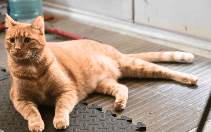 Once fat rescue cat helps Navy veteran see the true beauty in life