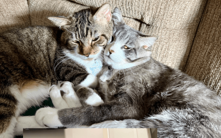 Bonded pair of cats help an Army veteran reclaim her well-being