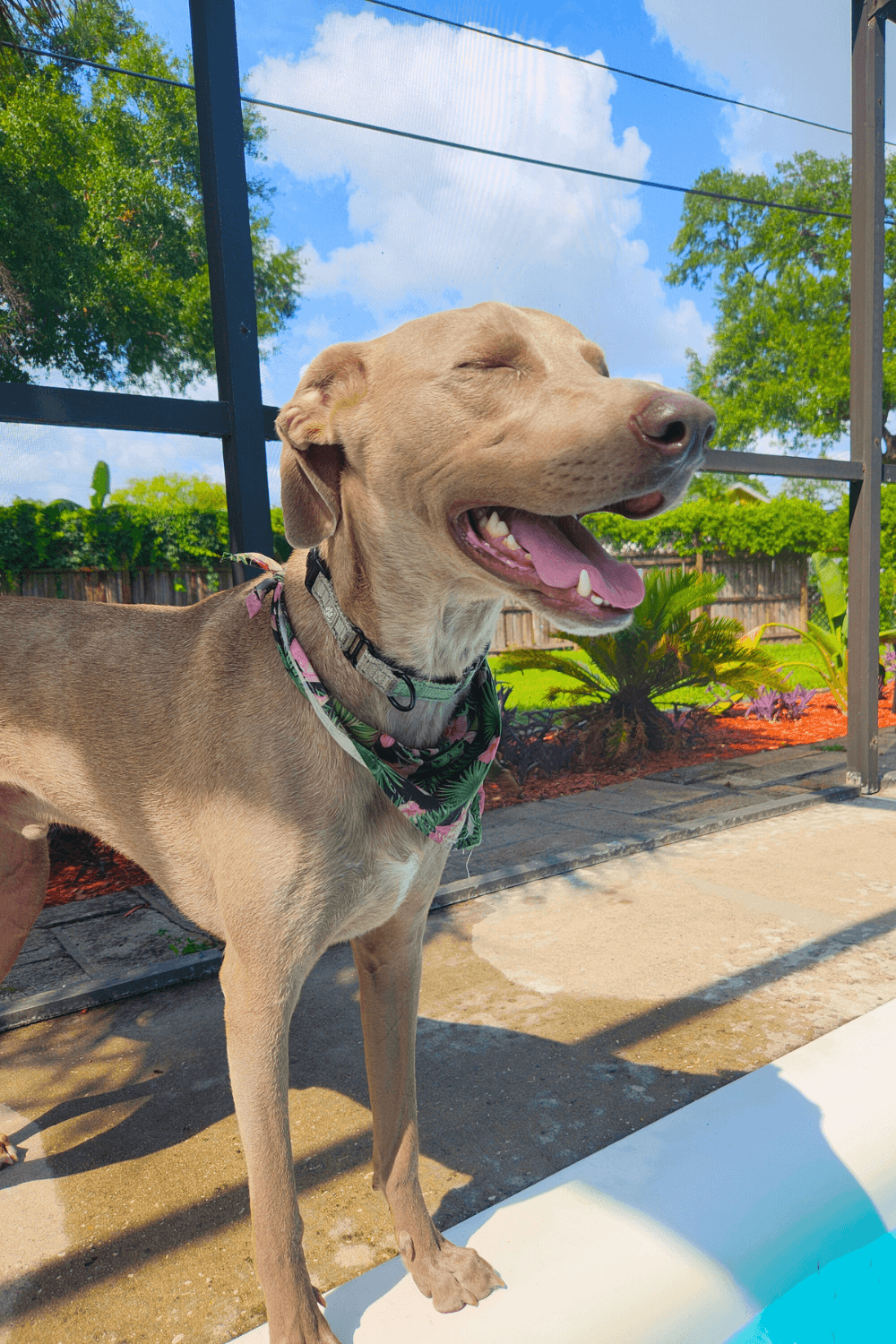 Grit forged through service inspires veteran to help a difficult dog