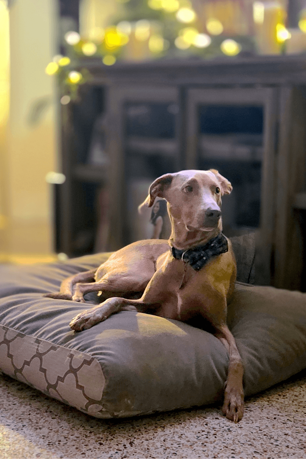 Grit forged through service inspires veteran to help a difficult dog