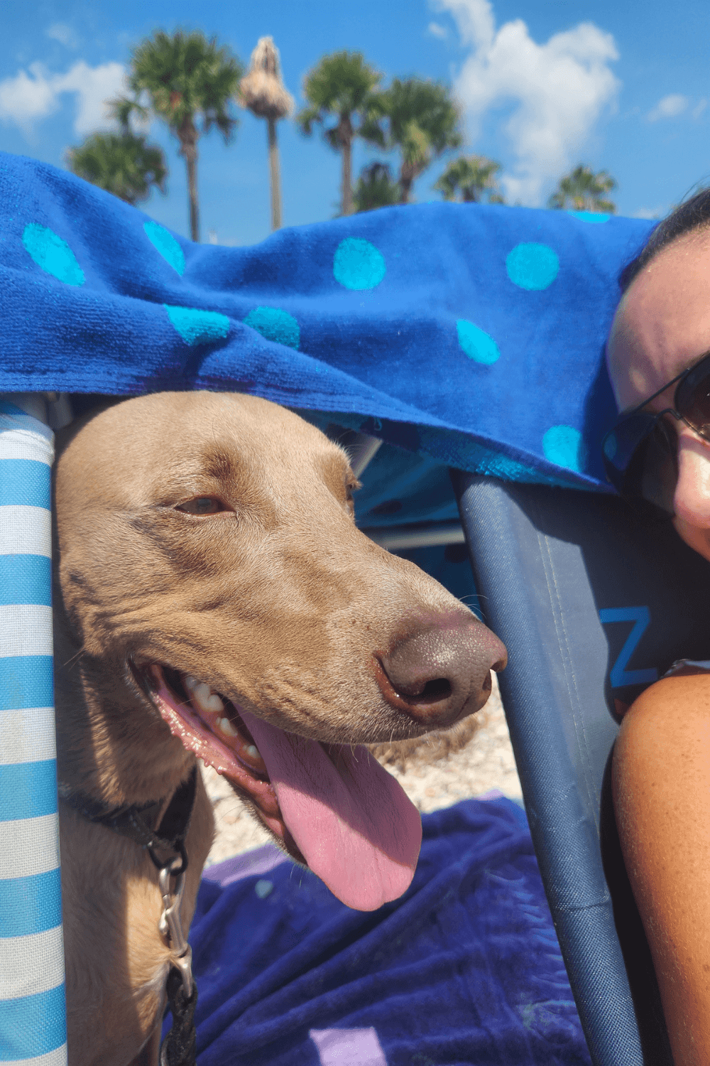 Grit forged through service inspires veteran to help a difficult dog