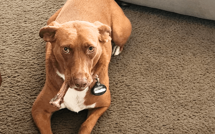 Oversized lap dog and Navy veteran chart new course together