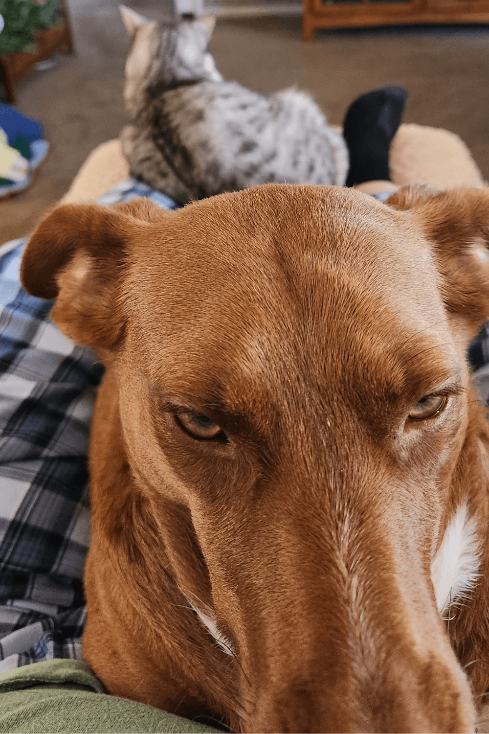 Oversized lap dog and Navy veteran chart new course together