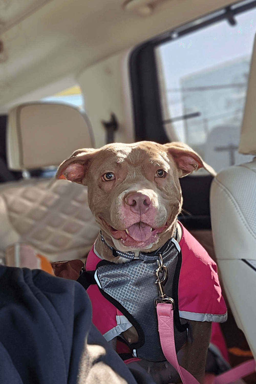 Wayward dog gives new hope to disabled veteran who saved him