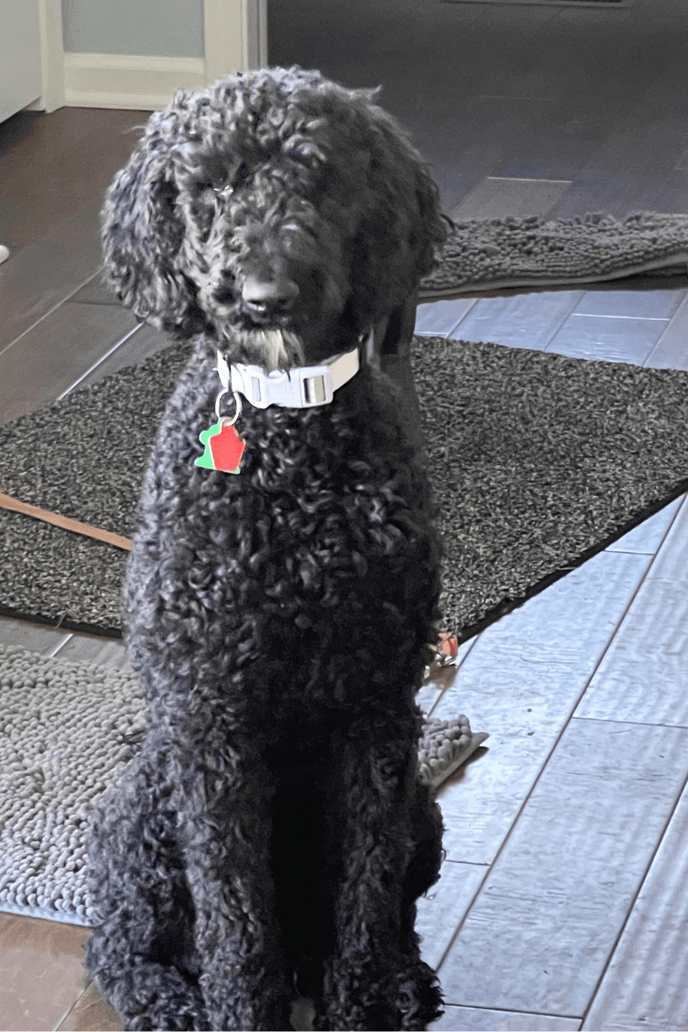 Timing is everything for Air Force veteran and spirited rescue dog