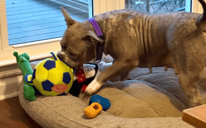 Cuddlesome rescue dog the chef's kiss for Marine Corps veteran